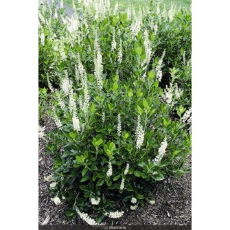 Gyertyatartó virág (Clethra)