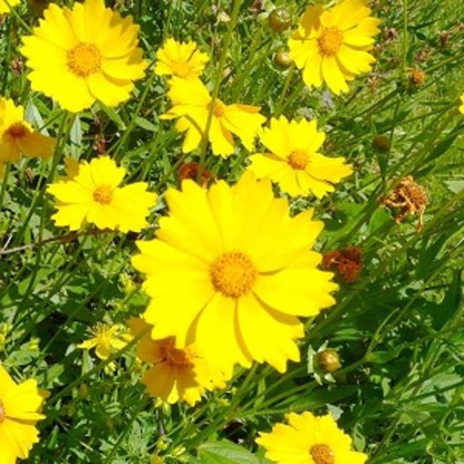 Coreopsis lanceolata - Menyecskeszem