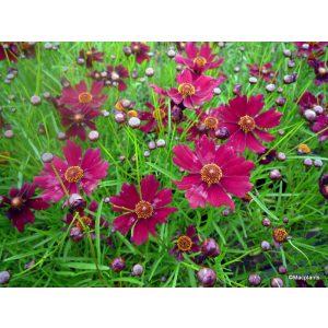 Coreopsis Limerock Ruby - Menyecskeszem