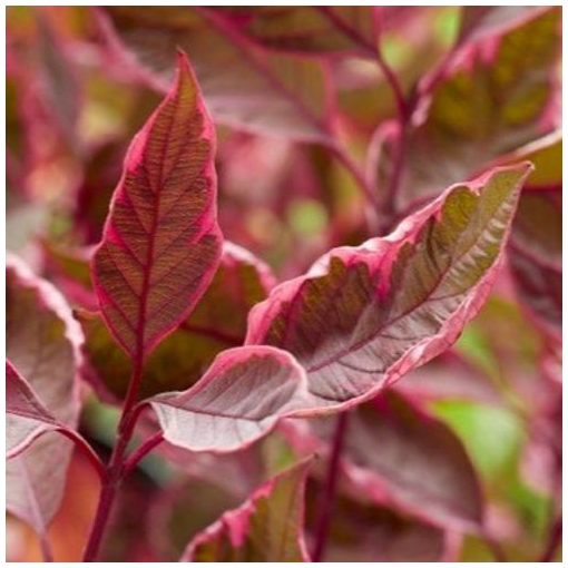 Cornus alba Miracle - Fehér som