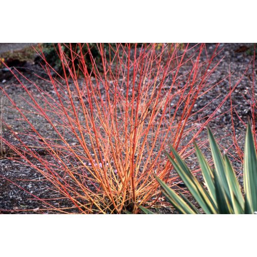 Cornus sanguinea Midwinter Fire - Veresgyűrű som