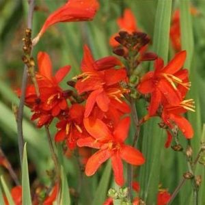 Crocosmia Anna Marie - Sáfrányfű