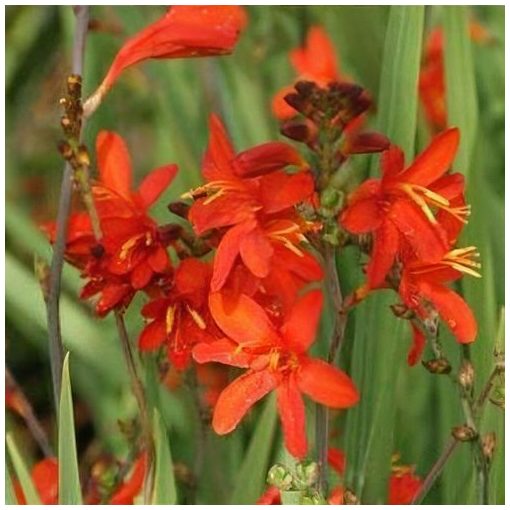 Crocosmia Anna Marie - Sáfrányfű