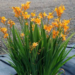 Crocosmia Gold Dust - Sáfrányfű