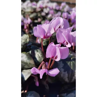 Télálló ciklámen (Cyclamen)