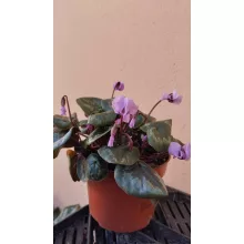 Cyclamen coum - Télálló ciklámen