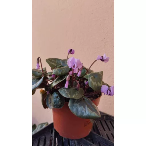 Cyclamen coum - Télálló ciklámen