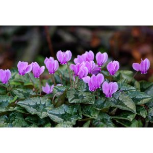 Cyclamen hederifolium - Télálló ciklámen