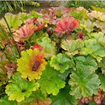 Pajzslevél (Darmera)