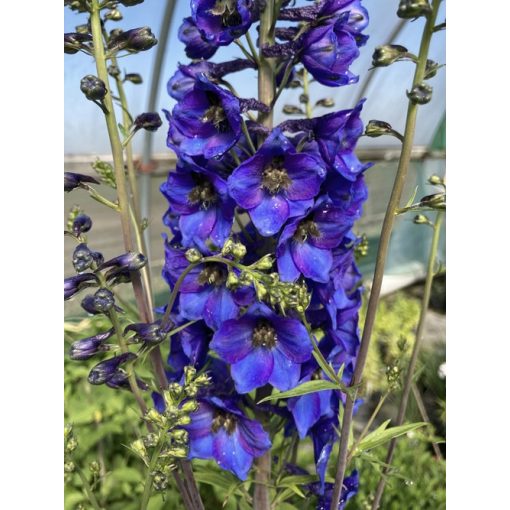 Delphinium Finsteraarhorn - Évelő szarkaláb