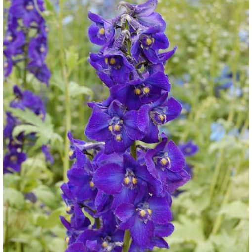 Delphinium Kleine Nachtmusik - Évelő szarkaláb