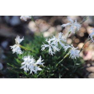 Dianthus arenarius f. nanus Little Maiden - Balti szegfű