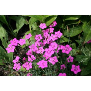 Dianthus deltoides - Réti szegfű