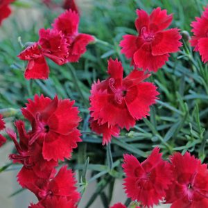 Dianthus Firestar - Szegfű