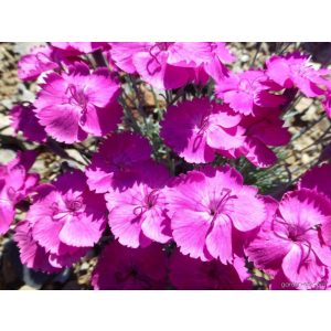   Dianthus gratianopolitanus Whatfield Magenta - Pünkösdi szegfű