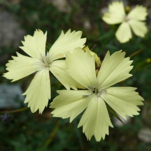 Dianthus knappii - Szegfű