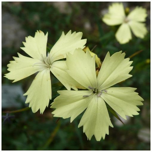 Dianthus knappii - Szegfű