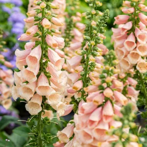 Digitalis purpurea Dalmatian Peach - Gyűszűvirág