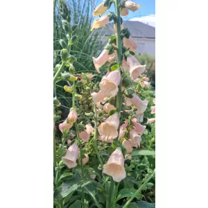 Digitalis purpurea Dalmatian Peach - Gyűszűvirág
