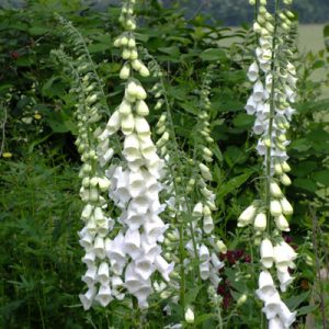 Digitalis purpurea Snow Thimble - Gyűszűvirág