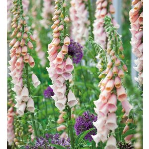 Digitalis purpurea Suttons Apricot - Gyűszűvirág