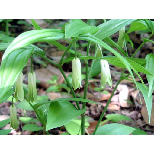 Disporum sessile - Tündérharang