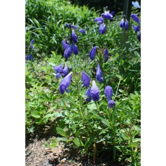 Sárkányfű (Dracocephalum)