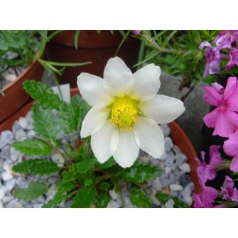 Havasi magcsákó (Dryas)