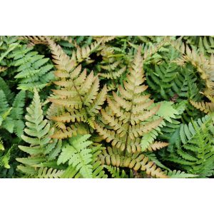Dryopteris erythrosora Compact - Japán ernyőpáfrány