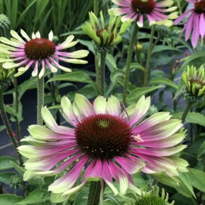 Echinacea purpurea Green Twister - Kasvirág