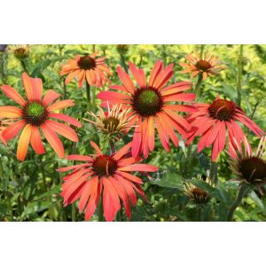 Echinacea purpurea Sunseekers Coral - Kasvirág