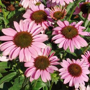 Echinacea purpurea Sunseekers Pink - Kasvirág