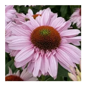 Echinacea SunSeekers Blush - Kasvirág