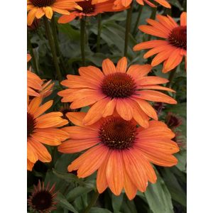 Echinacea Sunseekers Clementine - Kasvirág