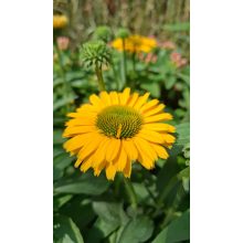 Echinacea SunSeekers Golden Sun - Kasvirág