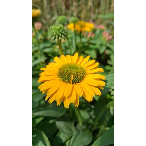 Echinacea SunSeekers Golden Sun - Kasvirág