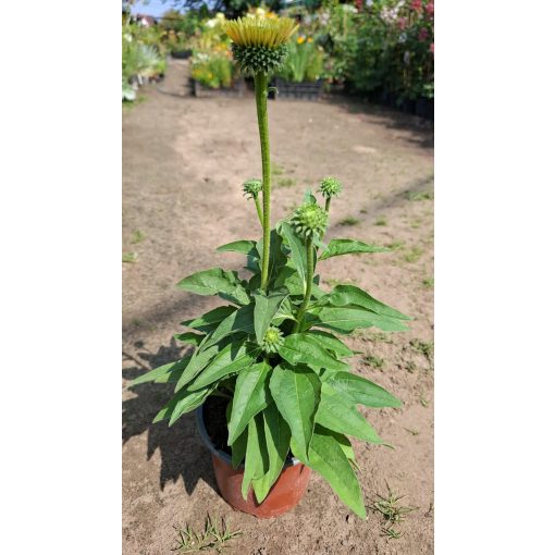 Echinacea SunSeekers Golden Sun - Kasvirág