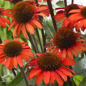 Echinacea SunSeekers Orange - Kasvirág