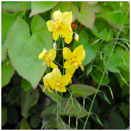 Epimedium pinnatum elegans  - Püspöksüveg