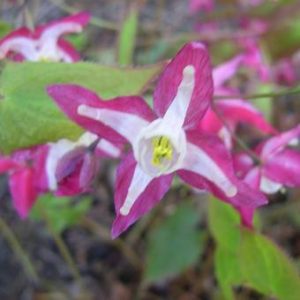 Epimedium Red Star  - Püspöksüveg