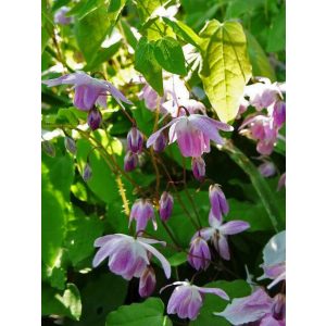 Epimedium Sasaki  - Püspöksüveg