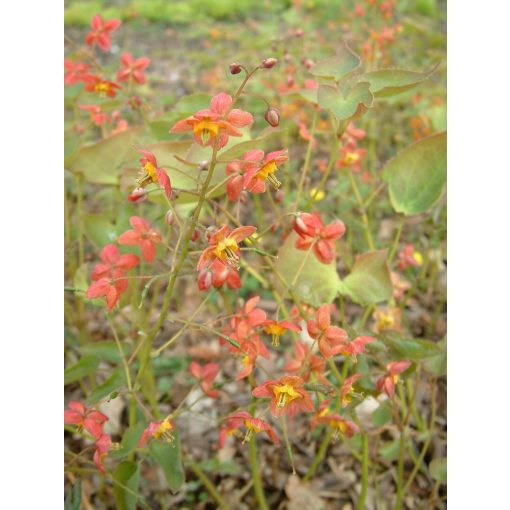 Epimedium warleyense  - Püspöksüveg