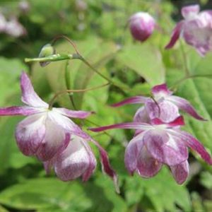 Epimedium youngianum Merlin  - Püspöksüveg