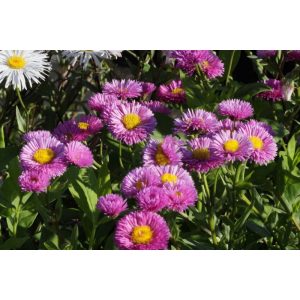 Erigeron Foersters Liebling - Küllőrojt