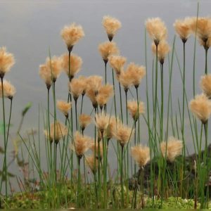 Eriophorum russeoleum - Sárgásbarna gyapjúsás