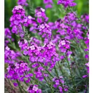 Erysimum linifolium Bowles Mauve - Repcsény