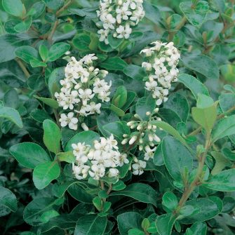 Kőtörőcserje (Escallonia)