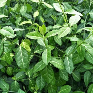 Euonymus fortunei Coloratus - Repkénykecskerágó