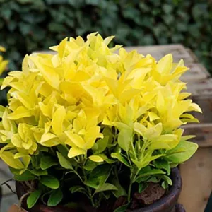 Euonymus japonicus Eldorado - Japán kecskerágó