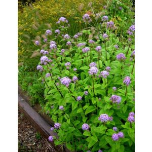 Eupatorium coelestinum Corey - Sédkender